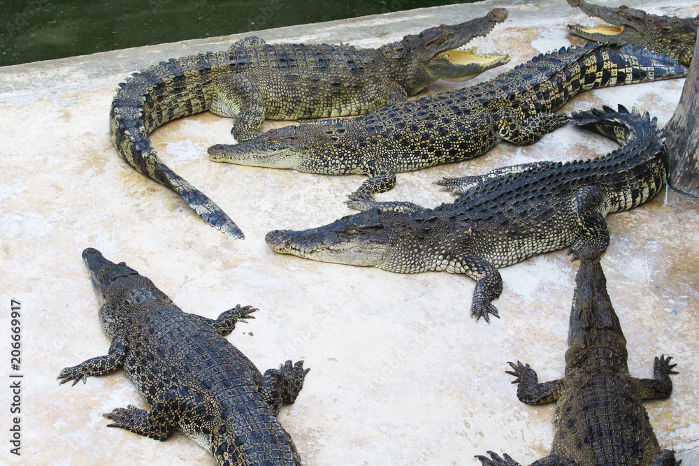 Obraz premium Crocodiles are on the farm at the zoo.