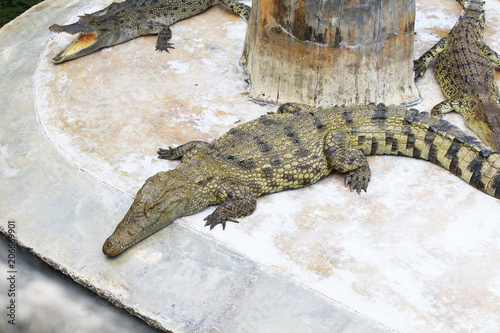Crocodiles are on the farm at the zoo.