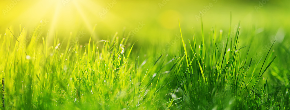 Fresh green grass background in sunny summer day - obrazy, fototapety, plakaty 