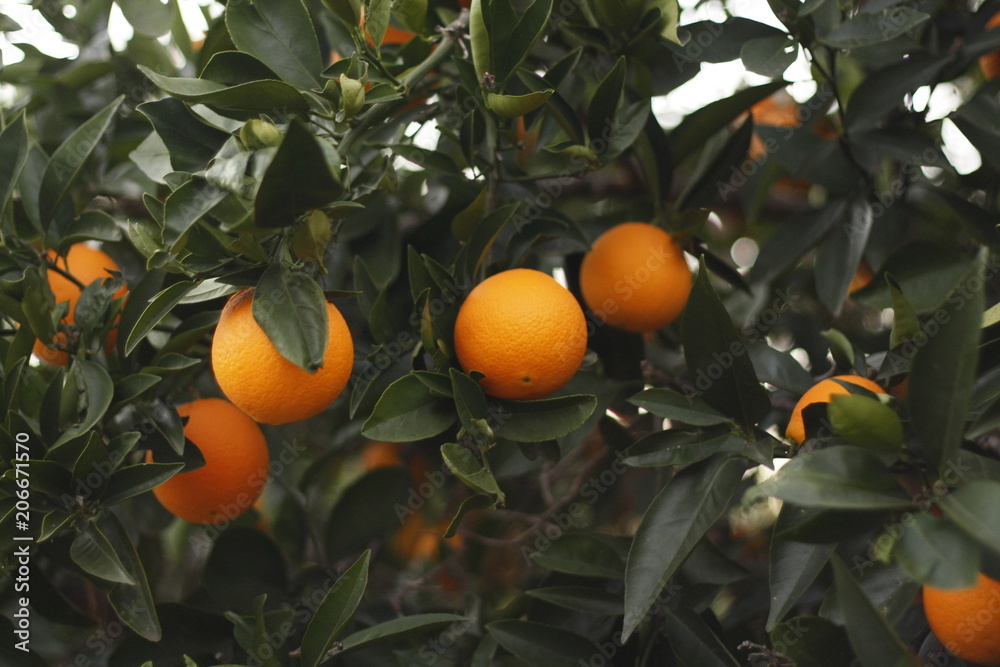 Ripe orange oranges on a tree on a farm in rural Australia Ripe orange oranges on a tree on a farm in rural Australia