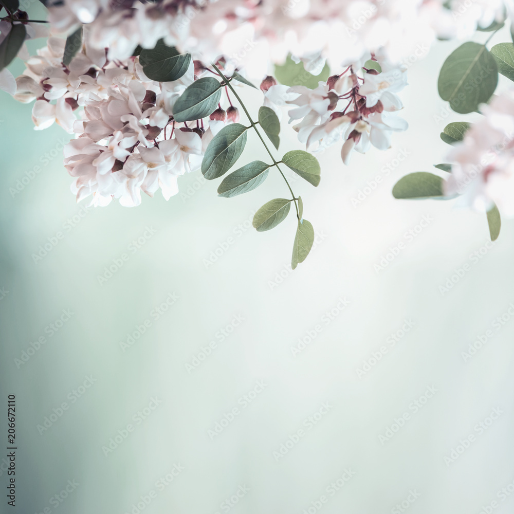 Beautiful acacia blossom on blurred nature background Stock 사진 | Adobe