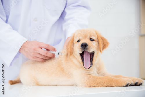 Hands of veterinarian giving injection to little golden retriever in vet clinic