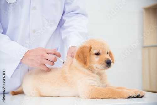Hands of veterinarian giving injection to little golden retriever in vet clinic