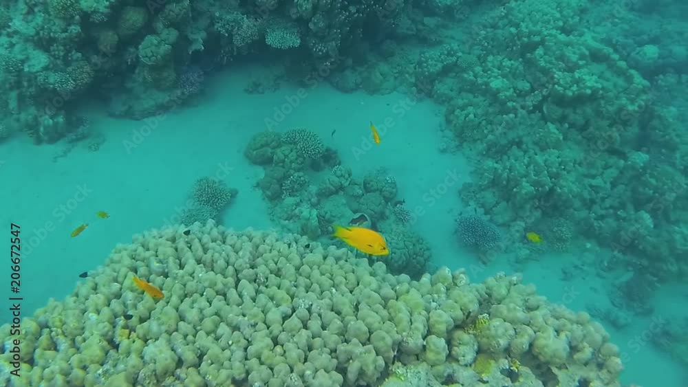 Details of wildlife of coral reefs at Red sea in Egypt Sharm El Sheikh. Beautiful colorful fish swims in crystal clear water. Video shoot with action camera underwater. Details of wildlife of coral reefs at Red sea in Egypt Sharm El Sheikh. Beautiful colorful fish swims in crystal clear water. Video shoot with action camera underwater.