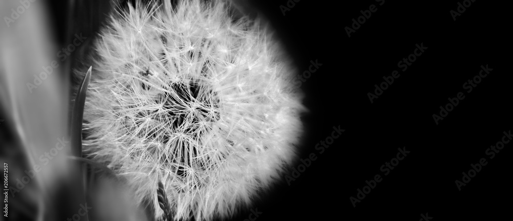 Fototapeta premium Czarny i biały dandelion zakończenie up na naturalnym tle. Kwiat mniszka lekarskiego na letniej łące