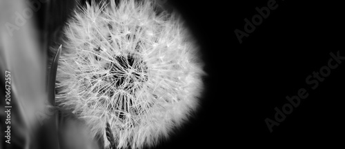    Black and white  dandelion close up on natural background. Dandelion flower on summer meadow 