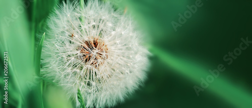 Fototapeta Naklejka Na Ścianę i Meble -  Dandelion close up on natural background. Dandelion flower on summer meadow 