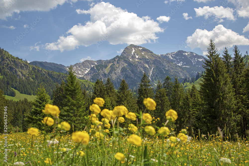 Rotspitz - Allgäu - Frühling - Blumen - Rotspitze - Alpen