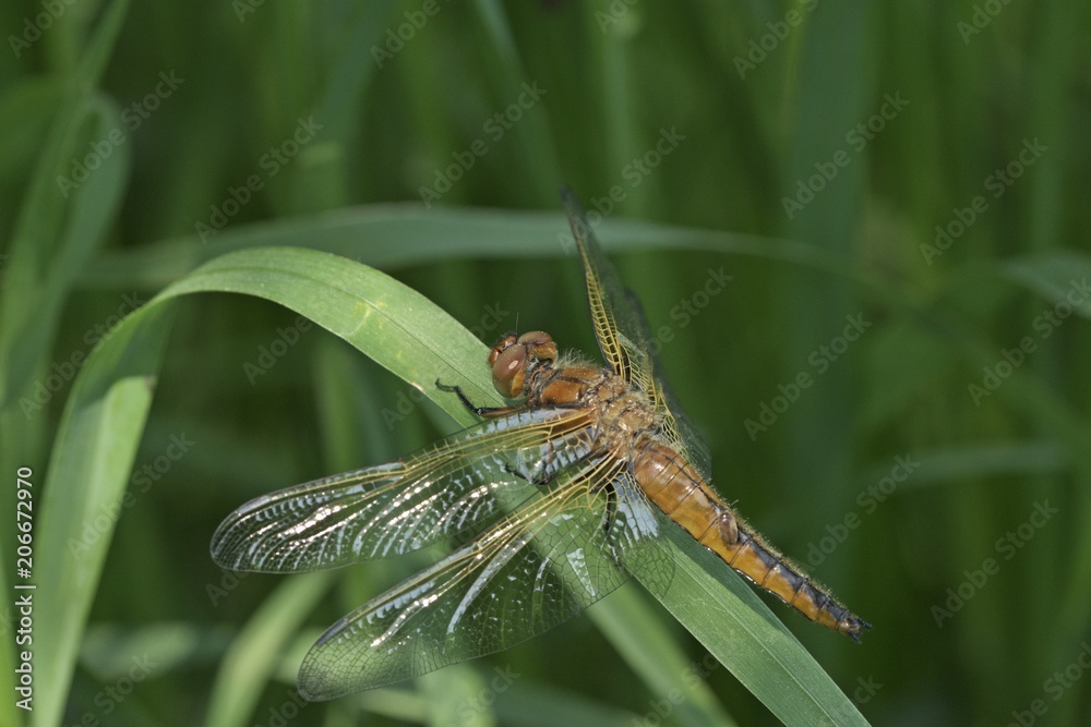 eine braune Libelle sitzt auf einem Blatt