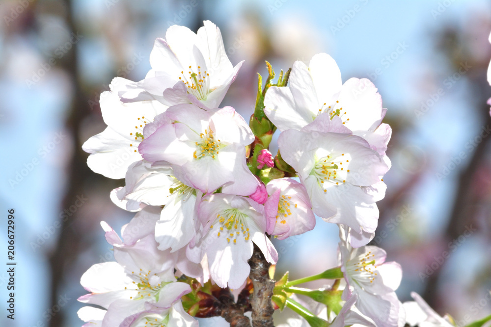 桜 苔清水 コケシミズ ソメイヨシノ後に開花 薄紫のつぼみと白い花の対比が美しい桜 名前の由来は不明 Stock Photo Adobe Stock