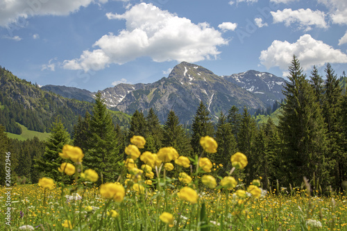Rotspitz - Allg  u - Fr  hling - Blumen - Rotspitze - Alpen