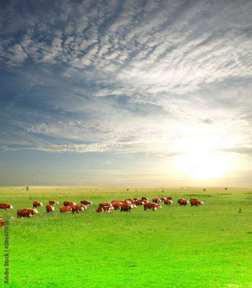 Fototapeta premium A group of Hereford cows being rounded up for branding