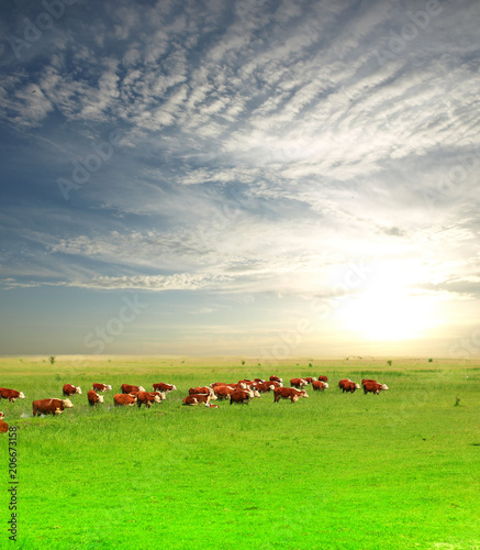 A group of Hereford cows being rounded up for branding