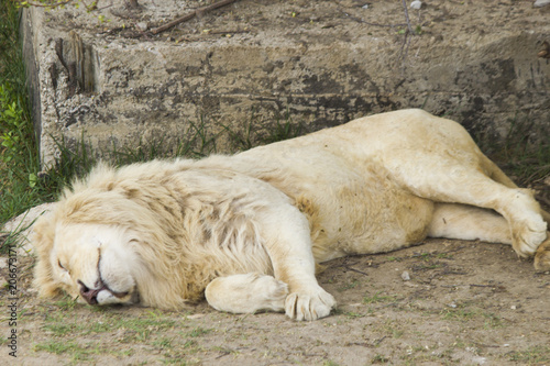 Lions sleep on a grass