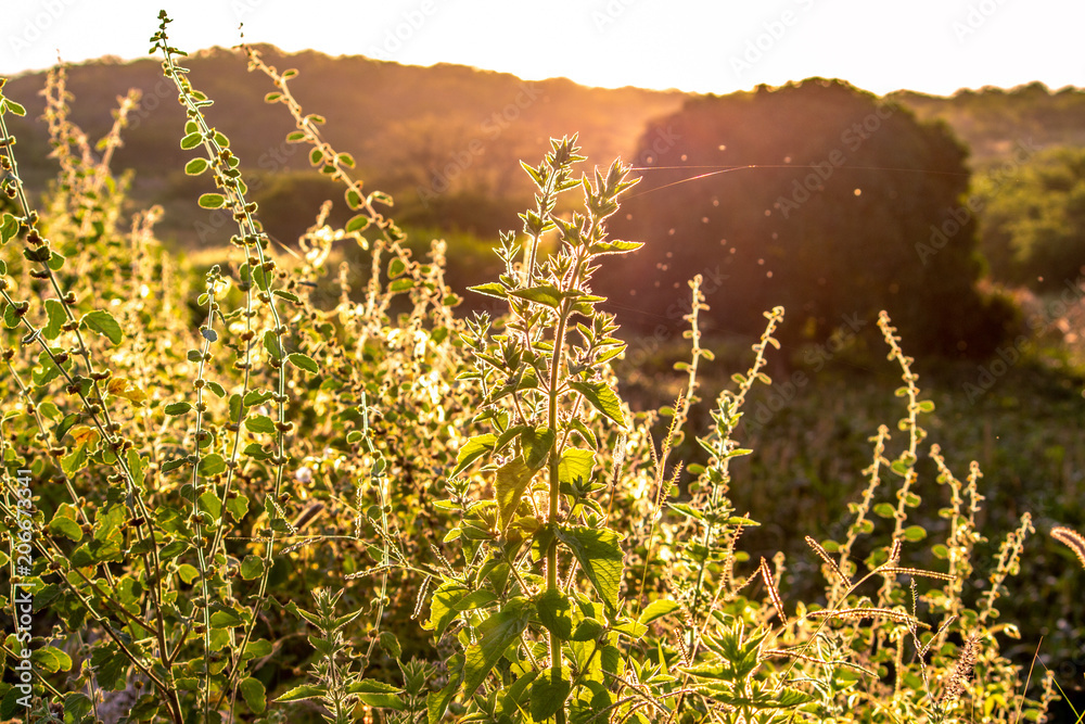 Obraz premium Nascer do Sol