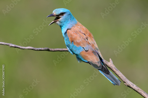Very close up and unusual portrait of an european roller sits on a branch on a green blurred background