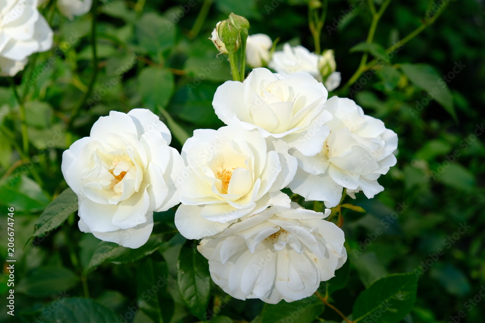 white rose white rose
