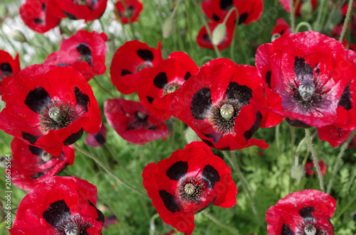 The bright red poppies with the black spots at the base of their petals "Ladybird"