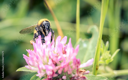 Biene sammelt Blütenstaub © Photogrevy