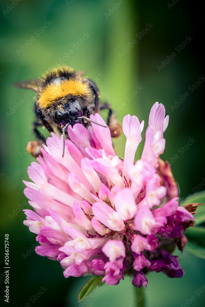 Biene sammelt Blütenstaub