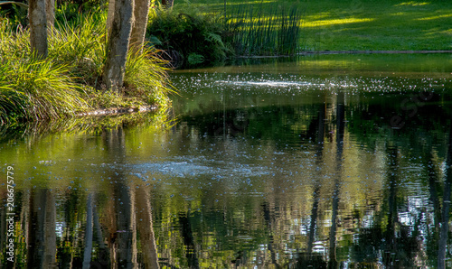 Lake, silver bubbles on the surface of the water. The shore of the lake is overgrown with ferns and grass. On the water - a mirror image.