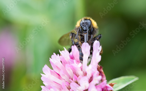 Biene sammelt Blütenstaub © Photogrevy