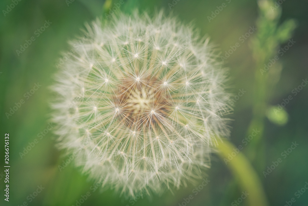 Makro einer Pusteblume Makro einer Pusteblume