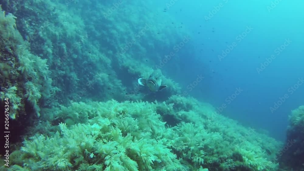 Underwater landscape - Grouper fish in a reef Underwater landscape - Grouper fish in a reef