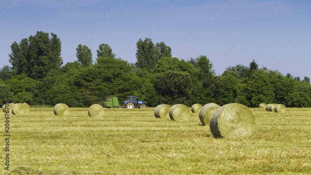 Agricoltura, Campo di Fieno, Agriculture, Hay Field