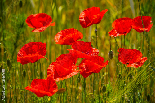 Summer sunset at red field of poppies, gorgeous nature