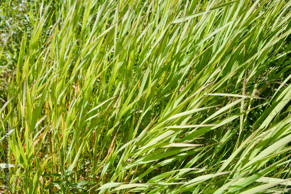 Abstract background of grass. Abstract background of grass.