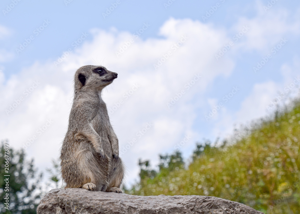 Fototapeta premium Meerkat in captivity - on guard