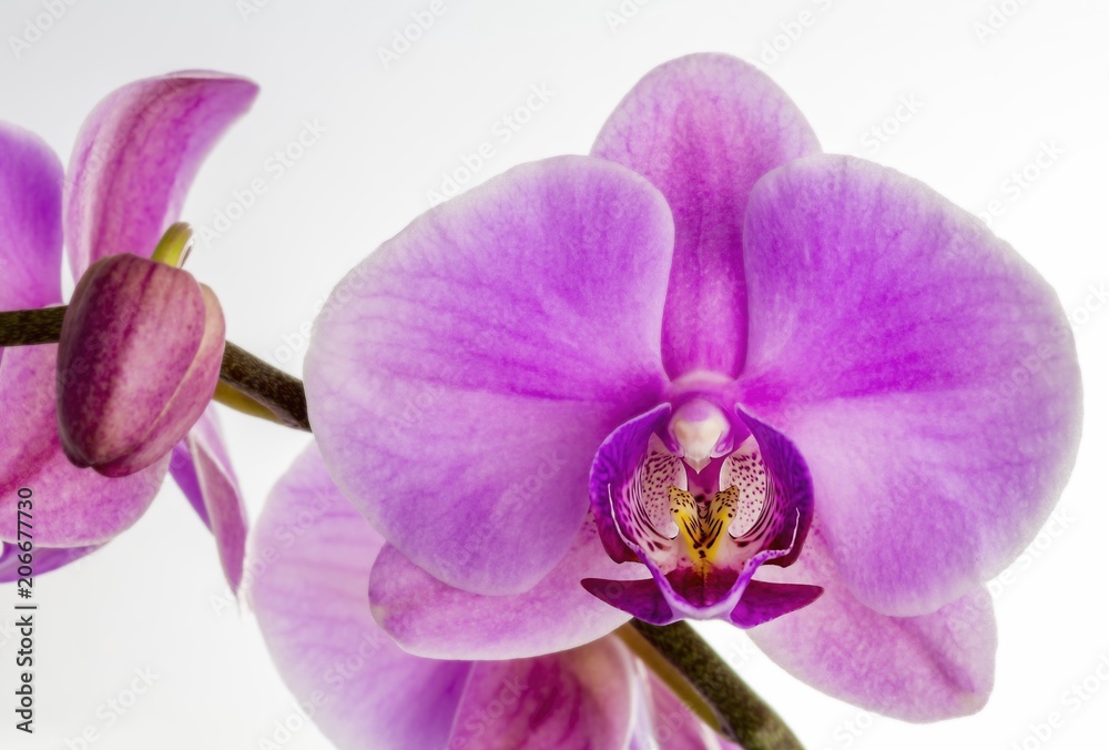Obraz premium Pinke Phalaenopsis isoliert weißer Hintergrund