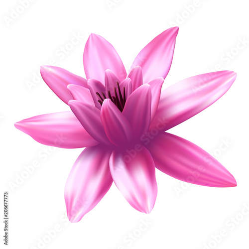 Lotus flower isolated on white background.
