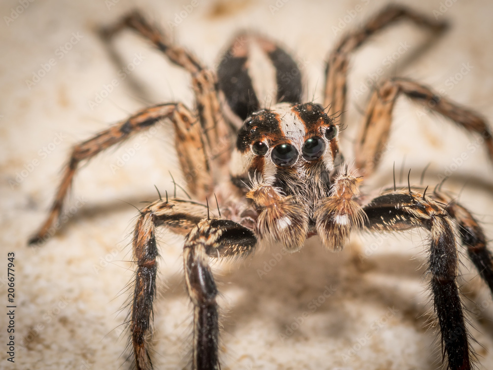 Isolated macro of an adult jumping spider Isolated macro of an adult jumping spider