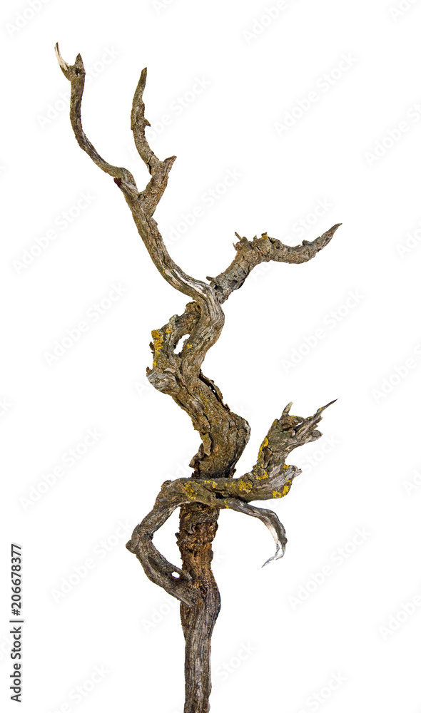 Close up of dry branch Close up of dry branch