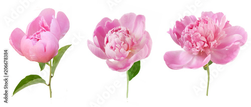 peony flowers bunch  isolated on white background