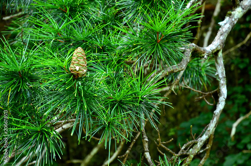 pine and pinecone