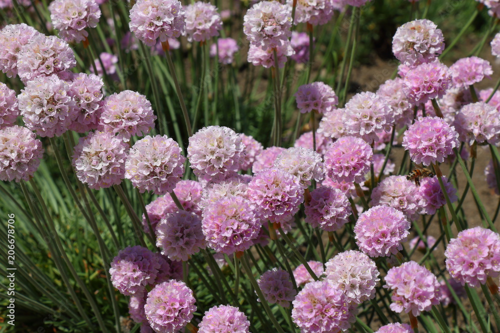 Beautiful spherical pink flowers of Armeria maritima Rosea (Sea Thrift) in a garden Beautiful spherical pink flowers of Armeria maritima Rosea (Sea Thrift) in a garden