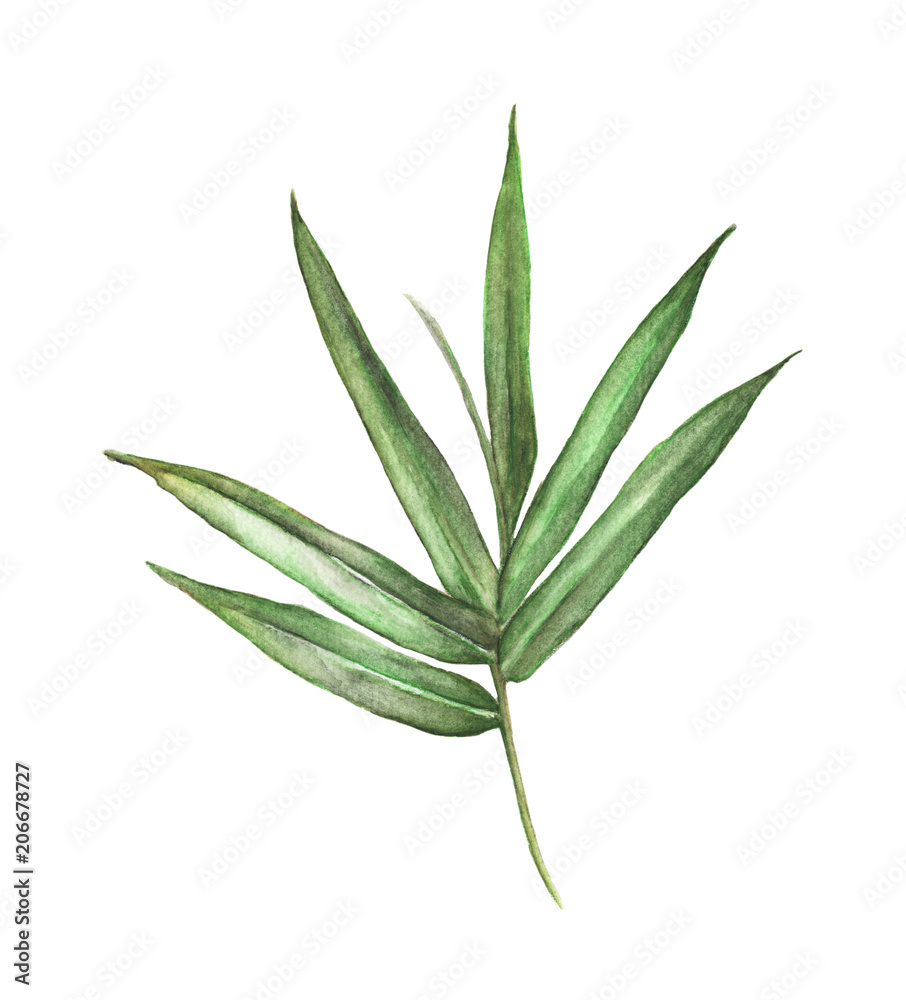 Watercolor illustration painting of bamboo leaves isolated on white background - obrazy, fototapety, plakaty 