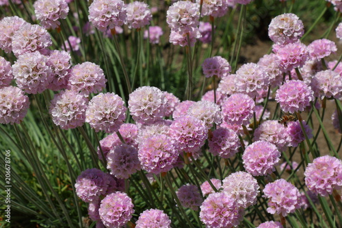Beautiful spherical pink flowers of Armeria maritima Rosea (Sea Thrift) in a garden