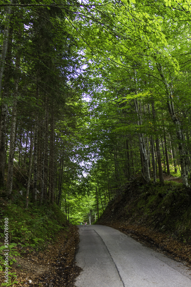 Fototapeta premium Forest near the famous castle Neuschwanstein near Munich