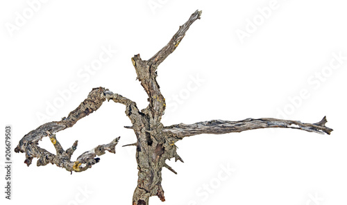 Close up of dry branch