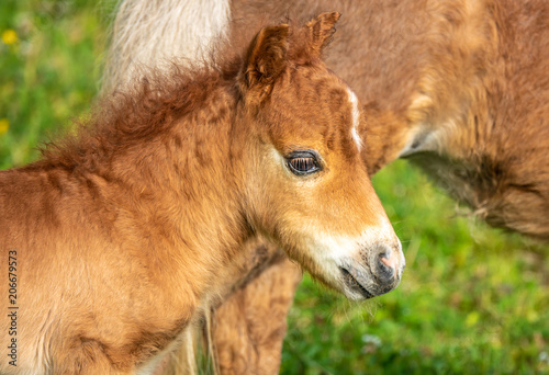 A newborn pony foal with its mother on the lake shore grasslands of the Upper Zurich Lake (Obersee), Rapperswil Jona, Sankt Gallen, Switzerland