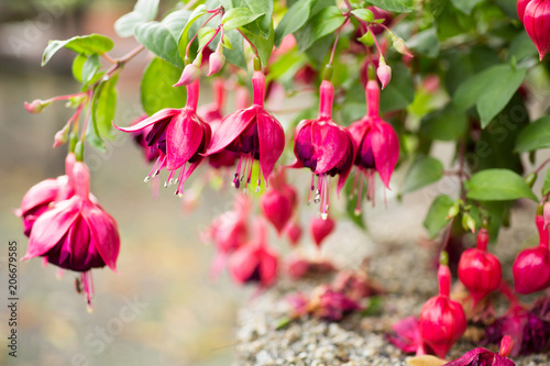 Bl  hende Fuchsie