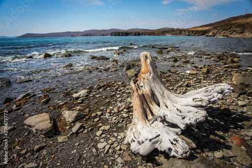 close up Old white stump on seashoe with shingle photo