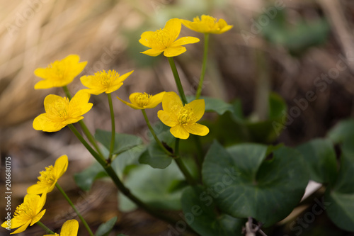 Spring background with yellow meadow flower Caltha palustris  known as marsh-marigold and kingcup. Flowering gold colour plants in Early Spring.