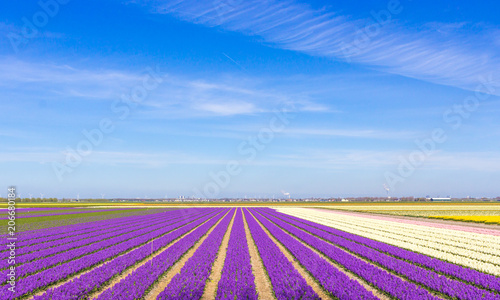 Tulips Field in The Netherlands © Z. Jacobs