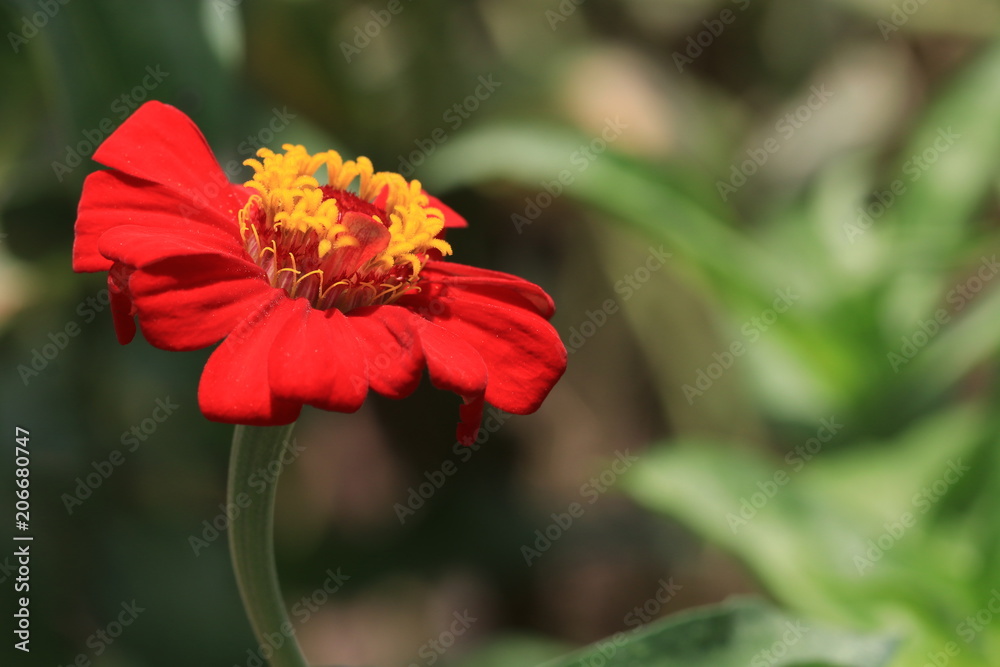 Close up red flower and shadow in the garden Close up red flower and shadow in the garden