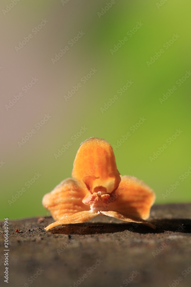 Close up transparency small yellow orchid flower and white bokeh on green background Close up transparency small yellow orchid flower and white bokeh on green background